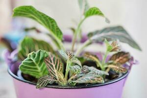 Fittonia weiß geädert im Rosa Topf im das Zuhause Küche foto