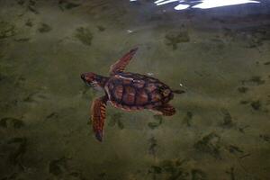 groß rot Schildkröten im das Wasser. Schildkröte Bauernhof im sri lanka. Schutz zum deaktiviert Schildkröten. ein Platz wo Sie behandeln Marine Tiere Das haben litt beim das Hände von Wilderer foto