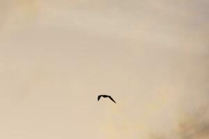 Möwen fliegen am Mittelmeerhimmel, Wildvögel an der katalanischen Küste, Spanien foto