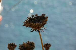 getrocknet Pflanzen und Blumen im das Mittelmeer Bereich mit ein Blau Meer Hintergrund foto