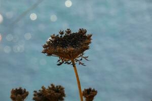 getrocknet Pflanzen und Blumen im das Mittelmeer Bereich mit ein Blau Meer Hintergrund foto