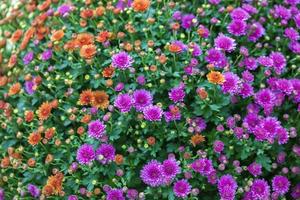 bunte leben romantische Flora Blumen und Blätter foto