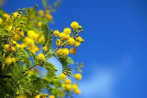 gelbe Blumen in der Natur foto