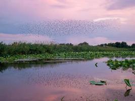 Reflexion eines Vogelschwarms auf der Lotusseeoberfläche foto
