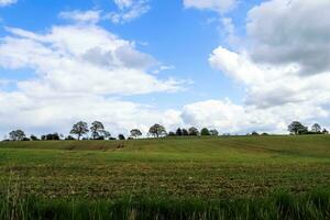 Blick auf ein landwirtschaftlich genutztes Feld mit grünem Gras. foto