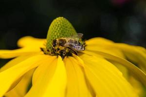 die Insekten sammeln Pollen im Garten