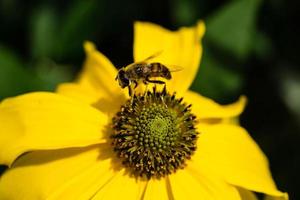 die Insekten sammeln Pollen im Garten