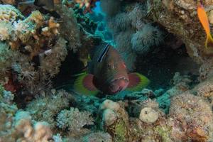 fische schwimmen im roten meer, bunte fische, eilat israel foto