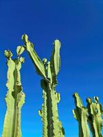 ein schön groß Kaktus im das Sonne von Teneriffa. foto