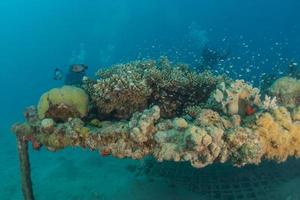 Korallenriff und Wasserpflanzen im Roten Meer, Eilat Israel foto