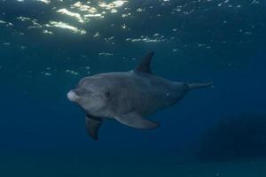 Delfinschwimmen im Roten Meer, Eilat Israel foto