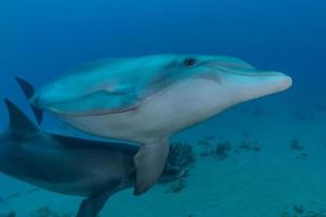 Delfinschwimmen im Roten Meer, Eilat Israel foto