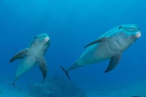 Delfinschwimmen im Roten Meer, Eilat Israel foto