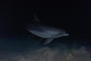 Delfinschwimmen im Roten Meer, Eilat Israel foto