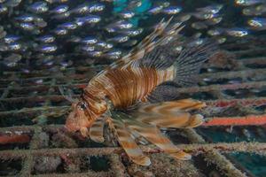 Rotfeuerfische im Roten Meer bunte Fische, Eilat Israel foto