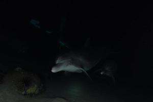 Delfinschwimmen im Roten Meer, Eilat Israel foto