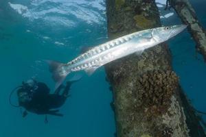 fische schwimmen im roten meer, bunte fische, eilat israel foto