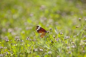 ein schöner Schmetterling auf einem Ast foto