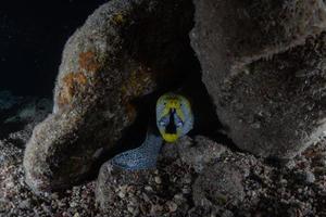 muräne mooray lycodontis undulatus im roten meer, eilat israel foto