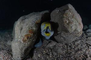 muräne mooray lycodontis undulatus im roten meer, eilat israel foto