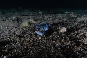 muräne mooray lycodontis undulatus im roten meer, eilat israel foto