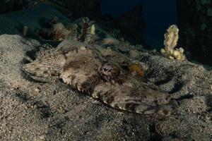 fische schwimmen im roten meer, bunte fische, eilat israel foto