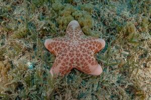 Seestern auf dem Meeresboden im Roten Meer, Eilat Israel foto