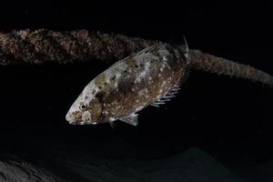 fische schwimmen im roten meer, bunte fische, eilat israel foto