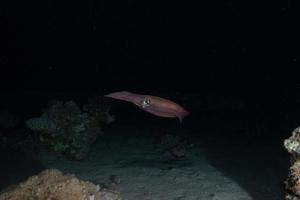 Tintenfisch im Roten Meer bunt und schön, Eilat Israel foto