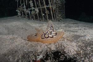 Seeschnecke im Roten Meer bunt und schön, Eilat Israel foto