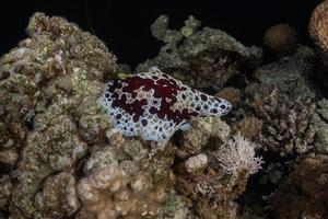 Seeschnecke im Roten Meer bunt und schön, Eilat Israel foto