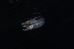 Tintenfisch im Roten Meer bunt und schön, Eilat Israel foto