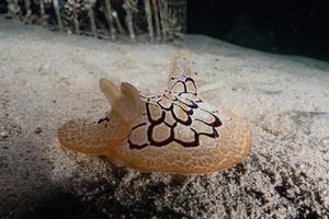 Seeschnecke im Roten Meer bunt und schön, Eilat Israel foto