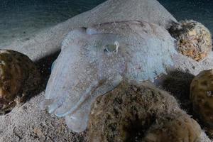 Tintenfisch im Roten Meer bunt und schön, Eilat Israel foto