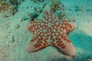 Seestern auf dem Meeresboden im Roten Meer, Eilat Israel foto