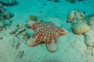 Seestern auf dem Meeresboden im Roten Meer, Eilat Israel foto