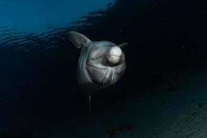 Delfinschwimmen im Roten Meer, Eilat Israel foto