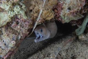 muräne mooray lycodontis undulatus im roten meer, eilat israel foto