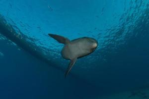 Delfinschwimmen im Roten Meer, Eilat Israel foto