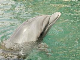 Delfinschwimmen im Roten Meer, Eilat Israel foto