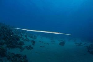 Tintenfisch im Roten Meer bunt und schön, Eilat Israel foto