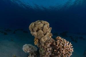 Korallenriff und Wasserpflanzen im Roten Meer, Eilat Israel foto