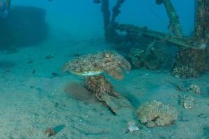 Tintenfisch im Roten Meer bunt und schön, Eilat Israel foto