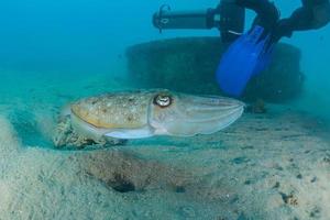 Tintenfisch im Roten Meer bunt und schön, Eilat Israel foto