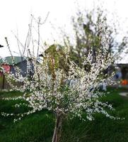 Baum mit Blumen foto