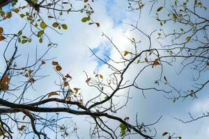 Ast und Blatt am Wolkenhimmel im Hintergrund foto