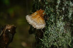 schön Baum Pilz auf ein Baum Kofferraum im das Wald foto