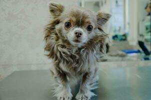 ein klein zottelig Chihuahua Hund auf das Groomer Tabelle foto