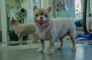 klein Chihuahua Hund nach ein Haarschnitt foto