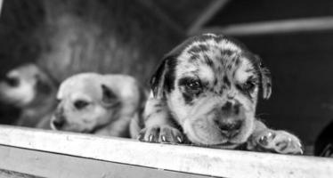 Wochen alte neugeborene Terrierwelpen, die in der Hundehütte herumstöbern foto